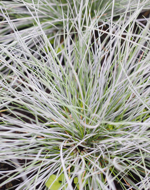 Festuca cinerea `Elijah Blue`